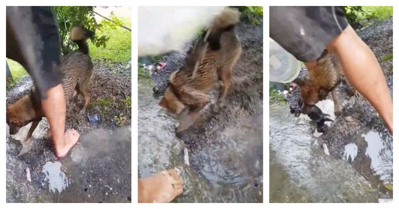 Собака пытается спасти своих щенят из затопленного дождем логова