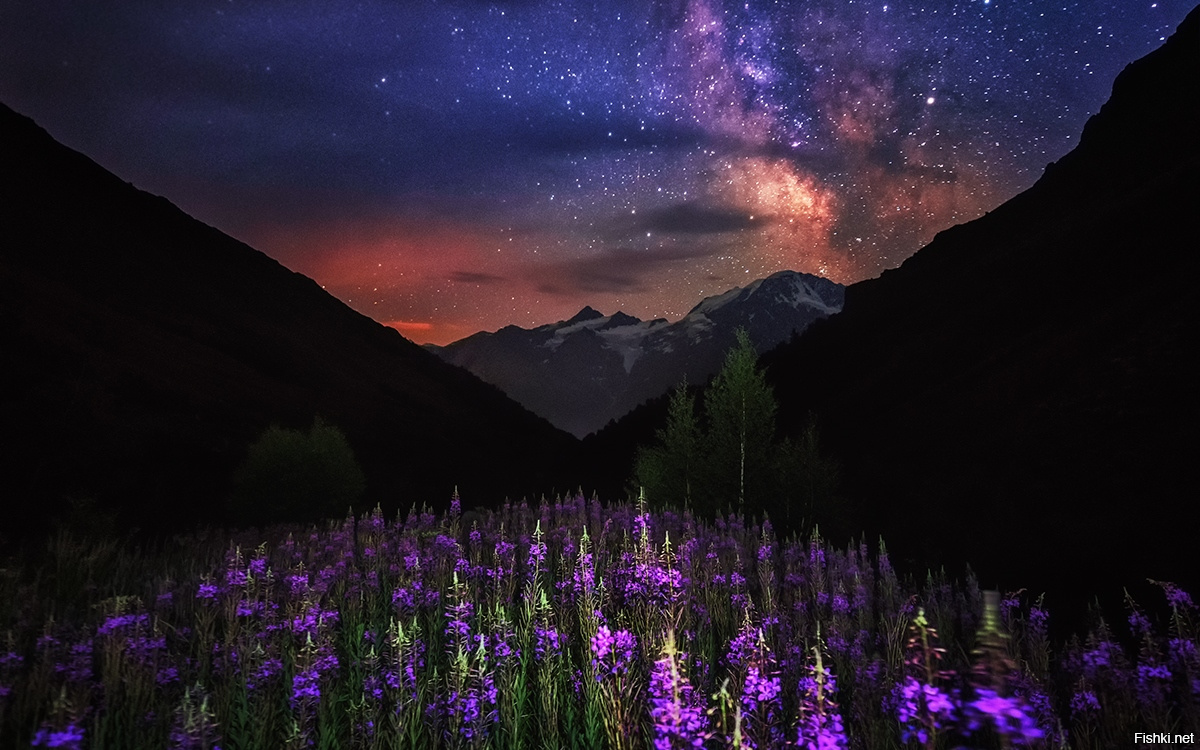 Цветочное поле в горах ночью