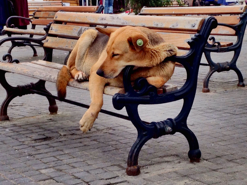 Образ собаки в городском пространстве