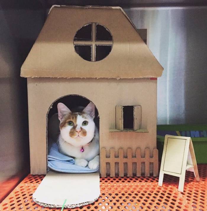 Домики для кошки из картона