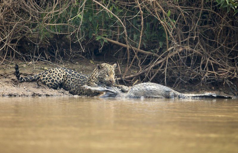 Удивительные фотографии показывают жестокую 20-минутную схватку между ягуаром и парагвайским кайманом в Бразилии.