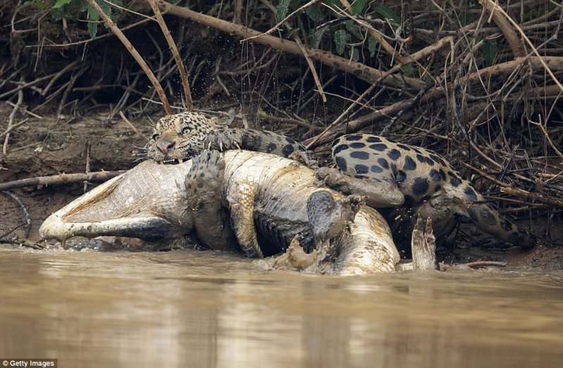 Кайман в ужасе метается в воде, пытаясь освободиться от сильной хватки ягуара. 