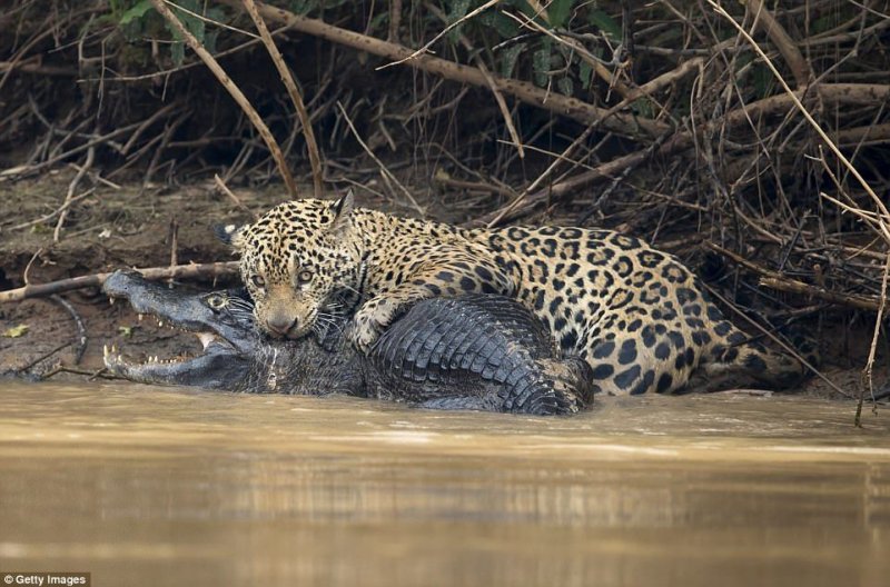 Ягуар напал на свою жертву на берегах реки Трех братьев в штате Мату-Гросу, Бразилия. Он убил добычу укусом в череп. 