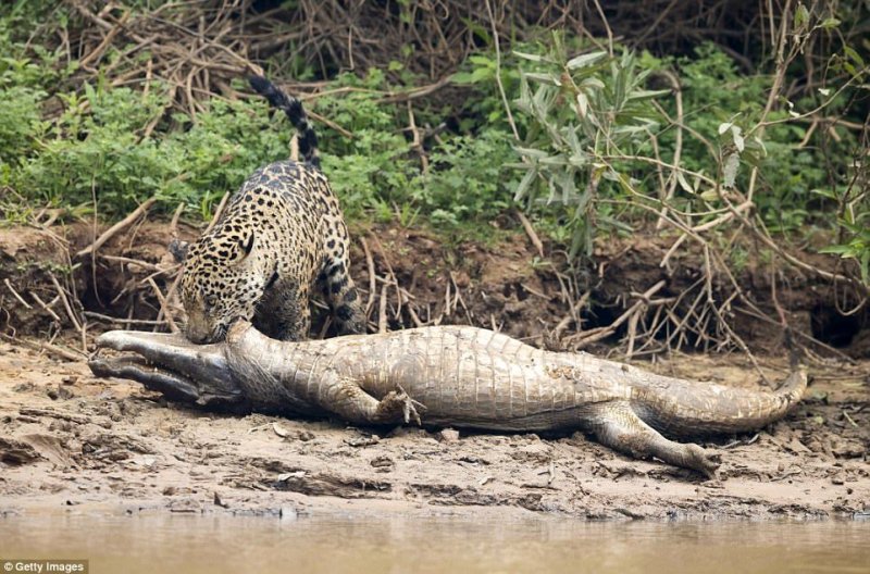 Ягуар убил каймана, после чего начал тащить свой приз по грязным берегам реки.