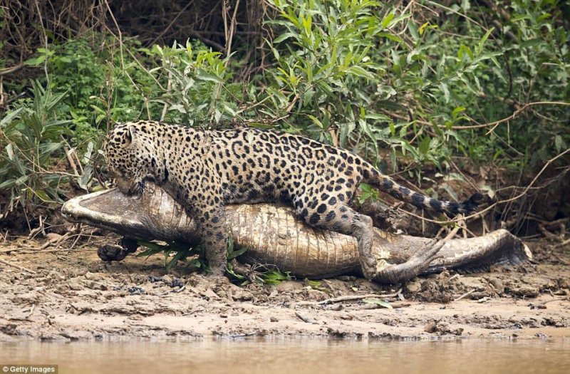 Ягуар тащит добычу подальше от реки, убедившись, что она мертва.