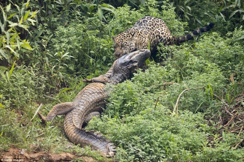 Кайманы составляют большую часть рациона ягуаров, но драматичные схватки между ними очень редко попадают на камеру. 