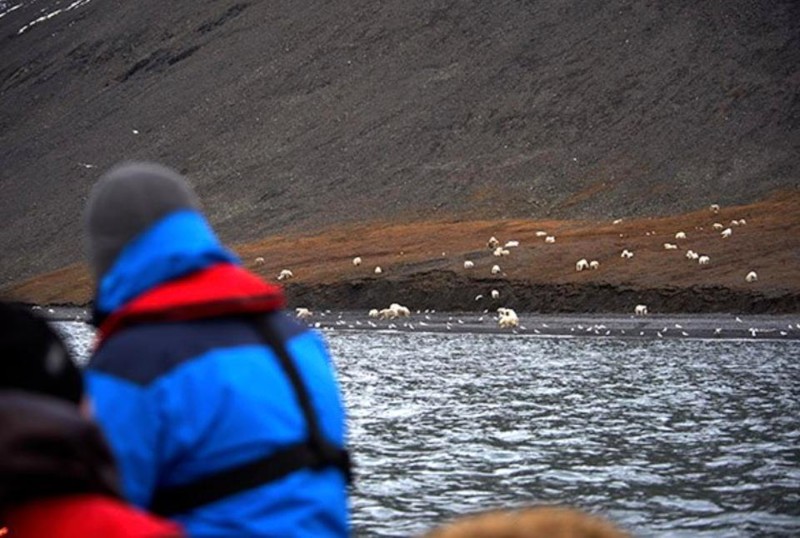 Невероятное зрелище: 230 белых медведей пируют тушей мертвого кита