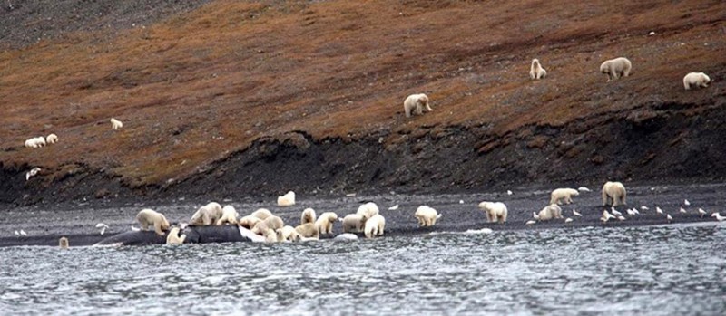 Невероятное зрелище: 230 белых медведей пируют тушей мертвого кита