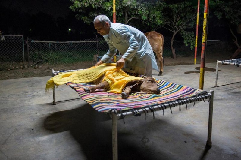 Бывший игроман из Индии бросил семью и живет с тёлками
