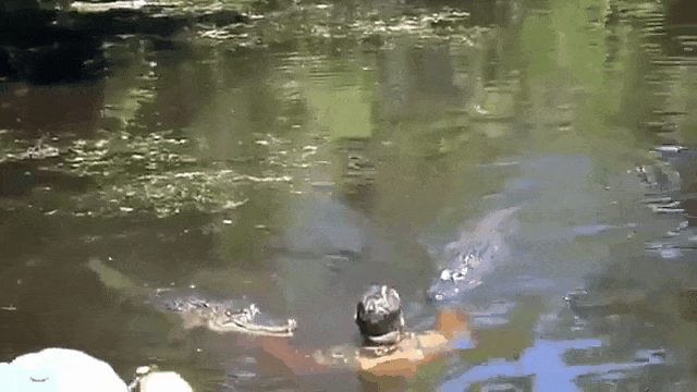 Водные забавы