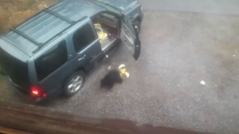Медведица с медвежонком забрались в автомобиль американца