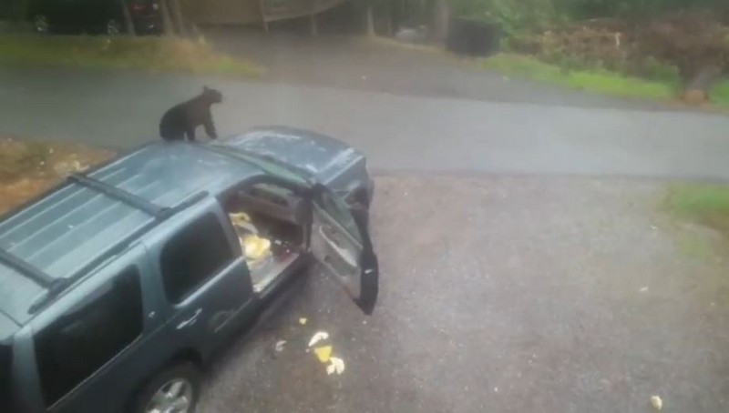Медведица с медвежонком забрались в автомобиль американца