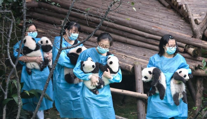 Чтобы не нужно было обязательно ехать в Китай, если хочешь посмотреть на настоящую панду