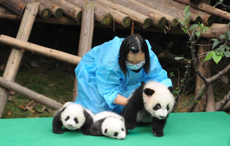Эта китайская база по разведению панд сотрудничает с зоопарками по всему миру