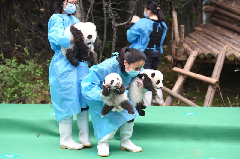 За последнее десятилетие усилия по сохранению этого вида привели к росту популяции больших панд на 17%