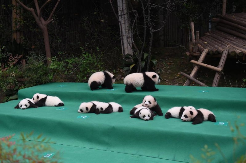 И самое главное: еще недавно большая панда считалась видом, которому грозит исчезновение, а уже в прошлом году была классифицирована лишь как "уязвимый вид" 