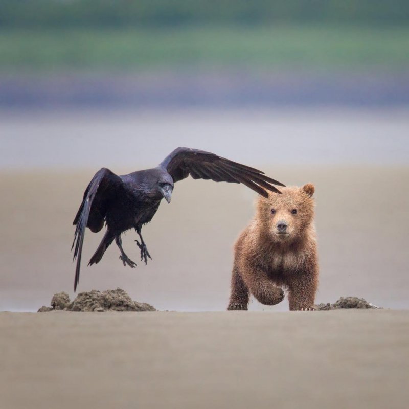 Ворона с медвежонком 