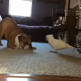 Заигрывают друг с другом Заигрывают друг с другом