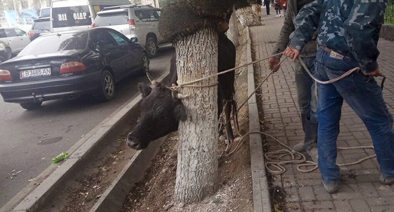 По центру Бишкека бегала напуганная корова