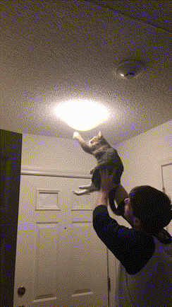 Ловец насекомых