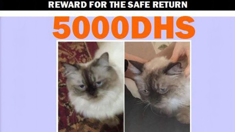 Потерявшийся в Дубае кот нашелся спустя два месяца