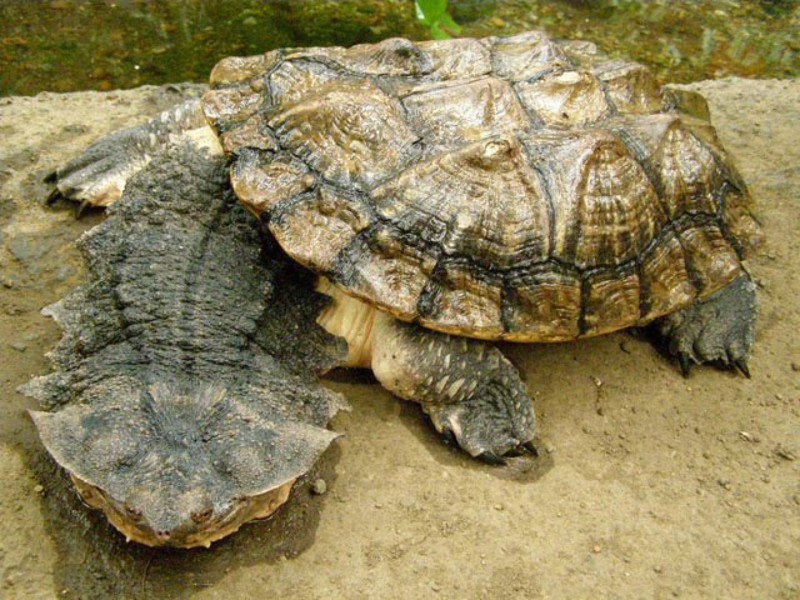 7. Мата-мата - бахромчатая черепаха