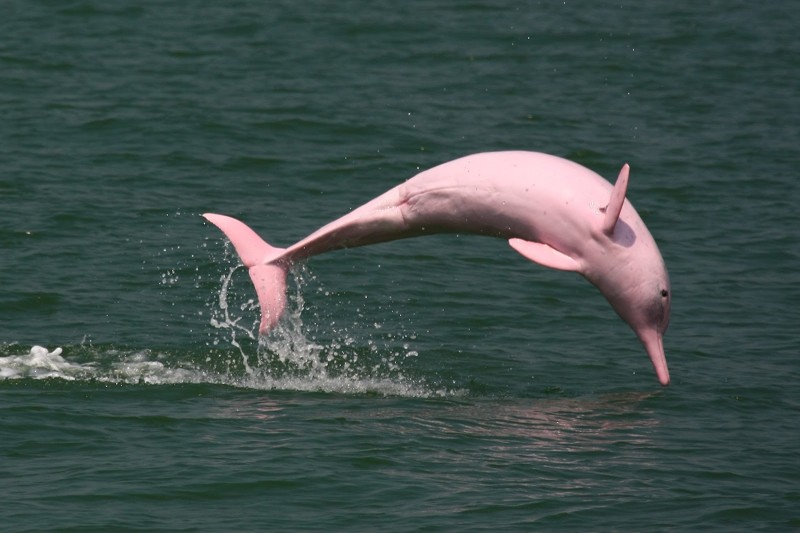 15. Розовый амазонский дельфин