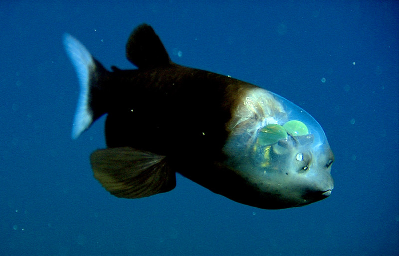 4. Рыба с прозрачной головой