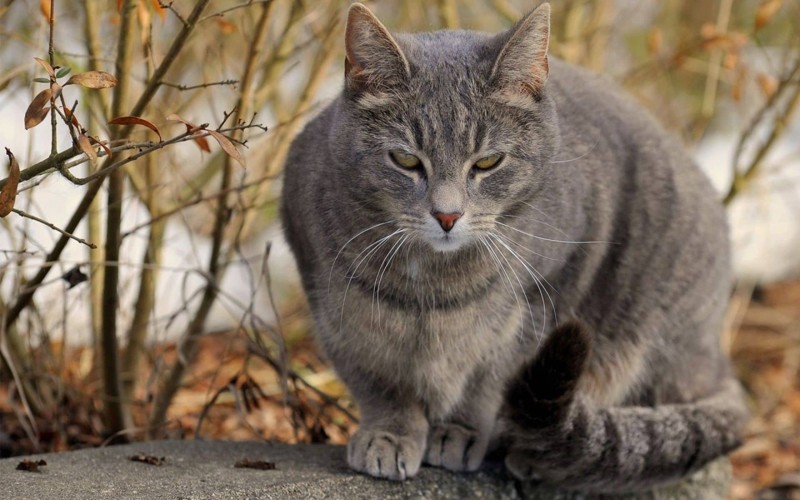 Истории, которые делают нас лучше: серый кот