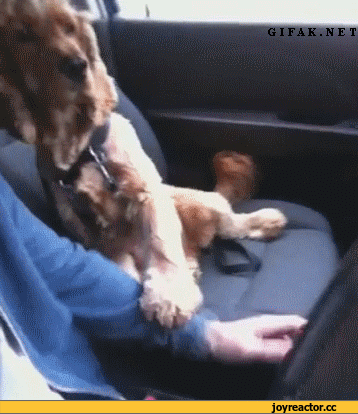 Хозяин, не гони)))