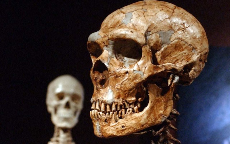 Сложно в это поверить, но до 2,6% вашей ДНК принадлежит неандертальцам