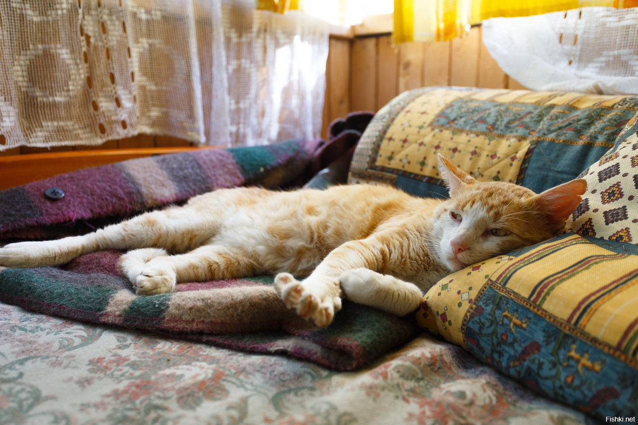 Кот дремот фото из игры. Кот на диване. Коты на диване. Диван кошка. Кошка лежит на диване.