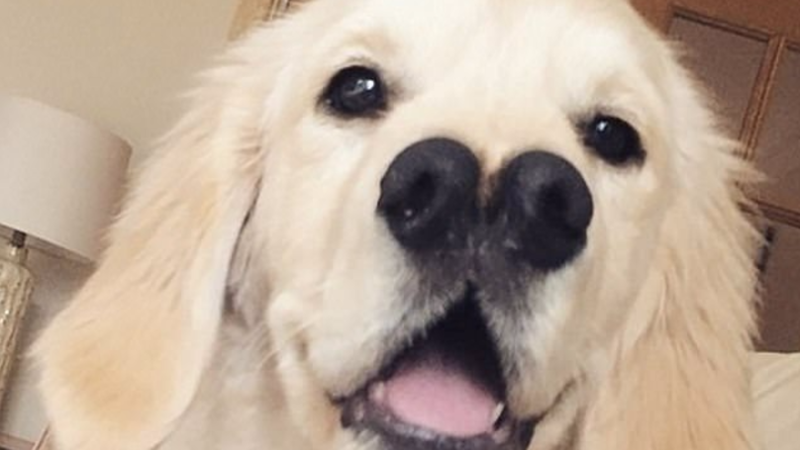 Пёс двумя носами нашёл дом из-за своей уникальной морды