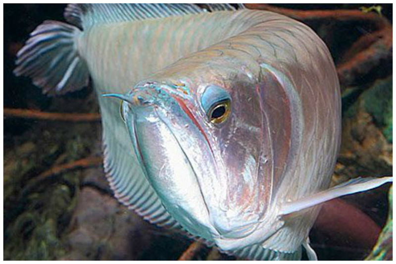 Еще одна особенность рыбки в том, что ее правый глаз смотрит вниз. 