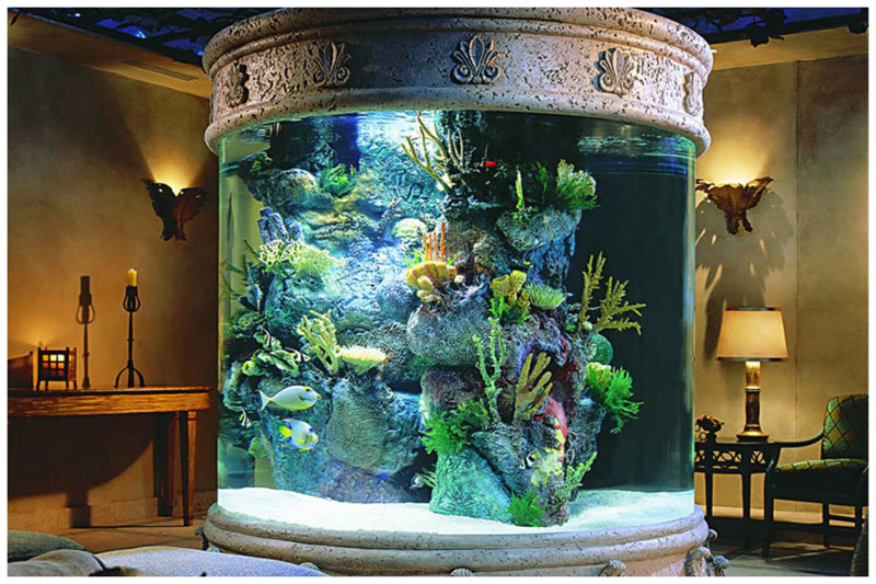 Платиновая арована - самая дорогая аквариумная рыбка.  Люди платят 400 000 долларов за особенность этой рыбки 