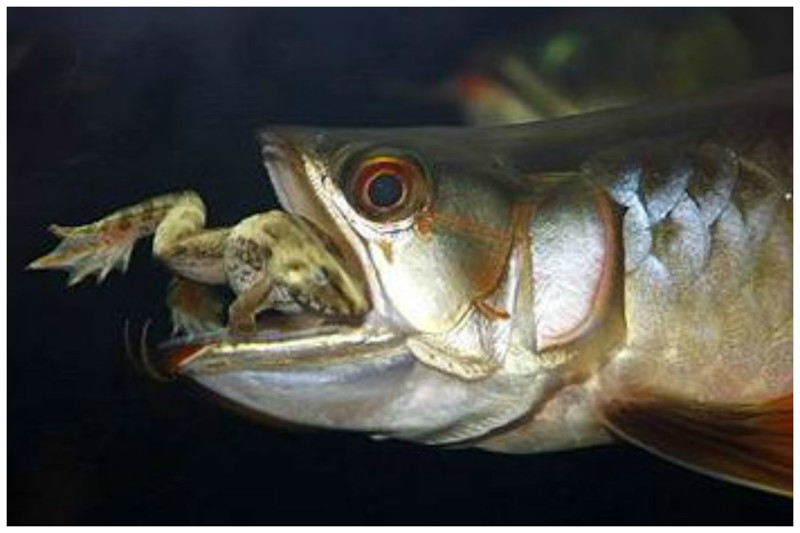 Аровану еще называют рыбой-драконом. Ее можно встретить в Австралии, Южной Америки, Таиланда, Камбоджи и Индонезии и  выглядит она как обычная длинная рыбка с конусообразных хвостом, с полным отсутствием зубов и отличным зрением.
