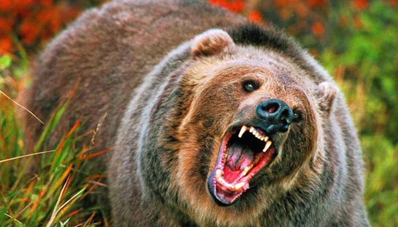 Убежать от медведя невозможно