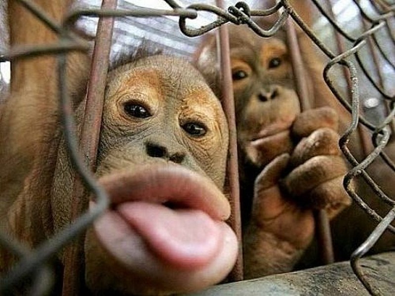 Сугубо положительные коты и собаки и некоторые другие персоны