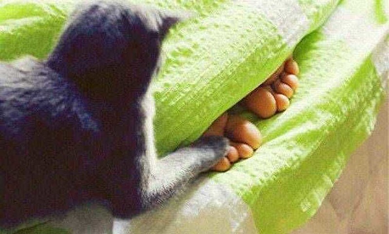 Сугубо положительные коты и собаки и некоторые другие персоны