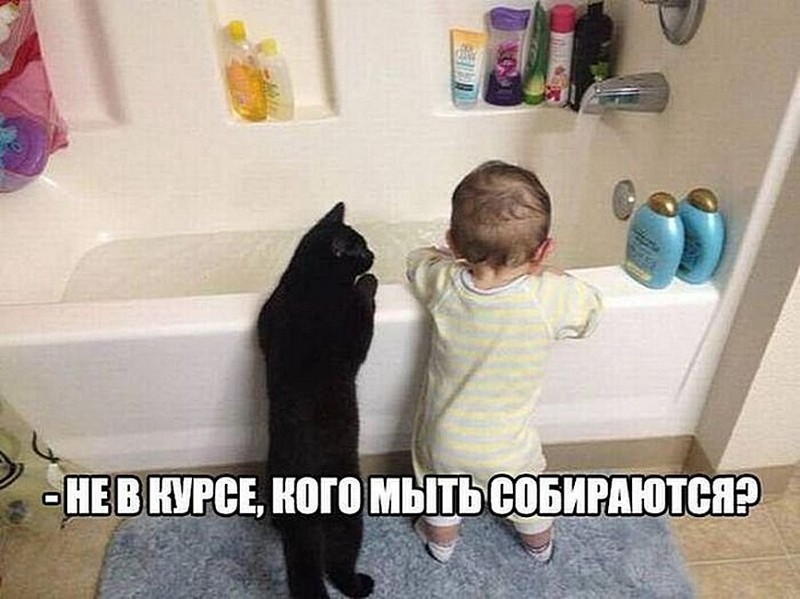 Сугубо положительные коты и собаки и некоторые другие персоны