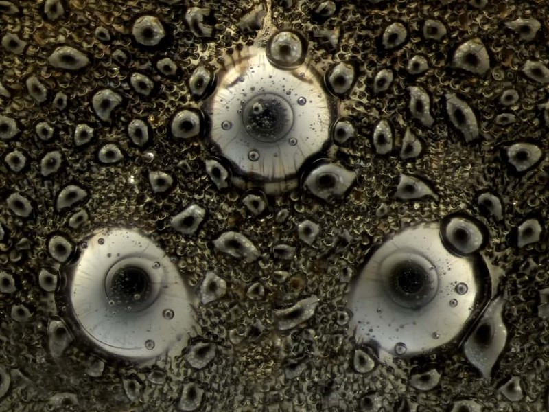 17. Простые глазки песочной осы Ectemnius. Тонбридж, особая награда
