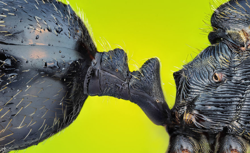 8. Петиолюс (стебелек), соединяющий брюшко муравья с грудью. Измир, особая награда