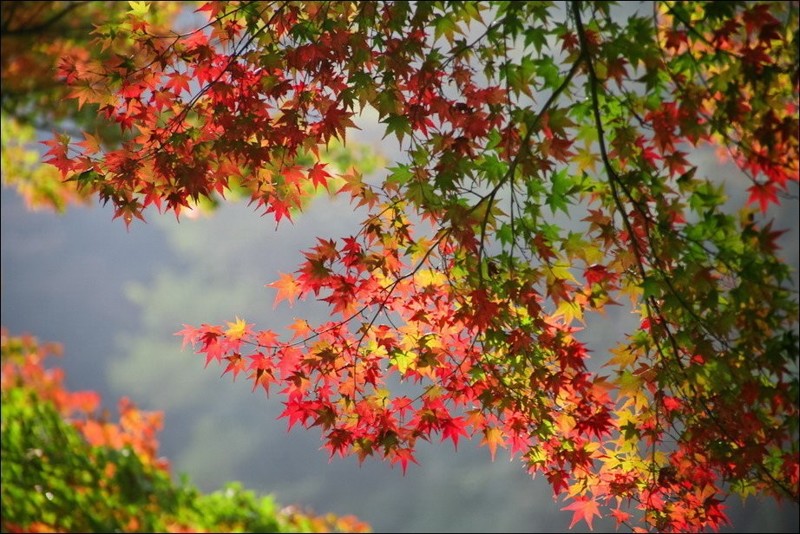 Яркие краски осени