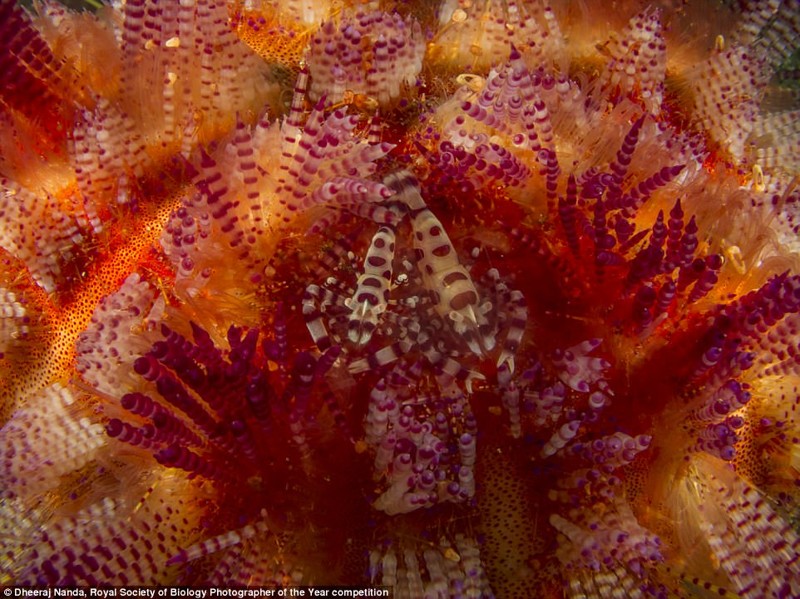 Креветки Колемана пытаются спрятаться в морском еже. Самка креветки заметно крупнее самца. Снимок сделан в Индонезии, фотограф Дхирай Нанда