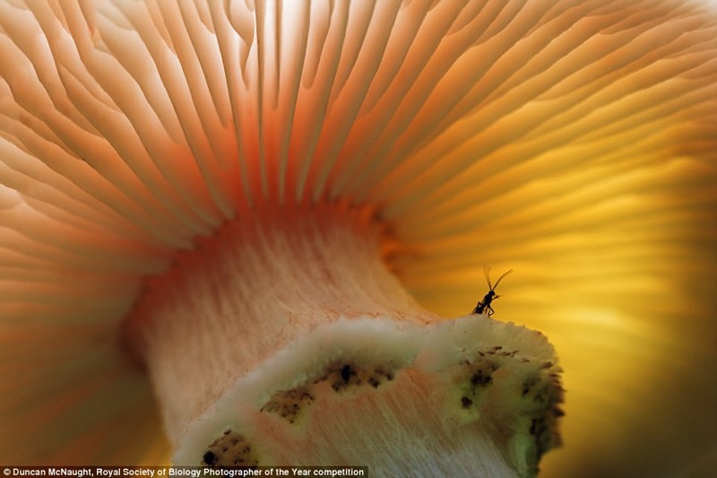 Насекомое под шляпкой гриба. Шотландия, фотограф Дункан Макнайт