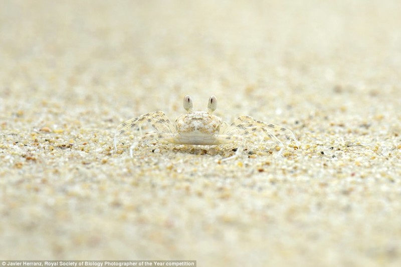 Любопытный краб на мадагаскарском пляже. Фотограф Хавьер Херранц 