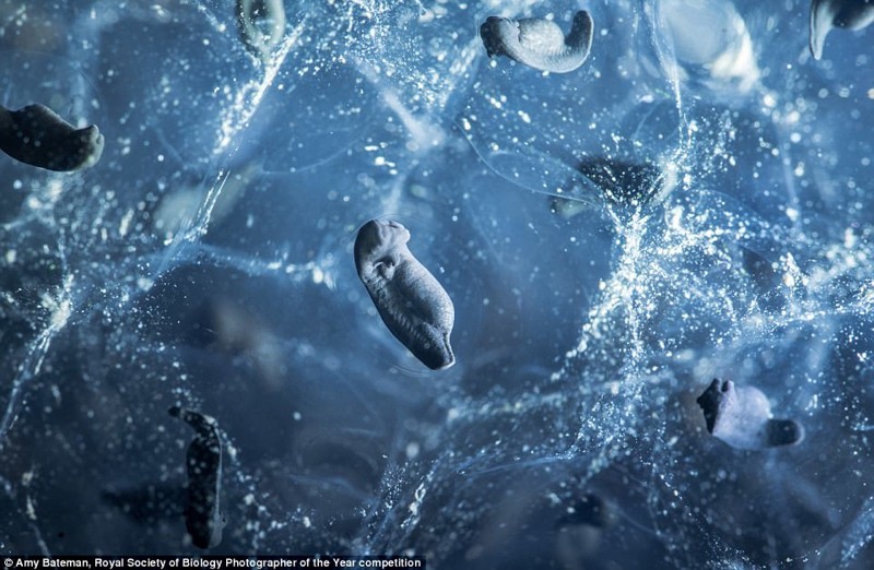 Развитие нейросистемы обычной лягушки. Кендал, Великобритания. Фотограф Эми Бейтман