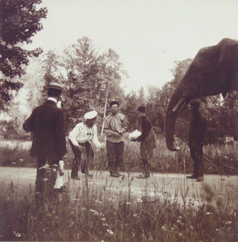 Россия- "Родина" слонов