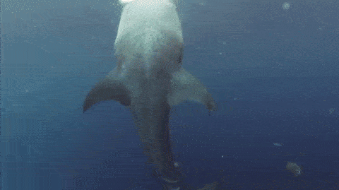 Прикольные гифки