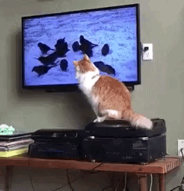 Прикольные гифки